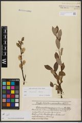 Salix bicolor Ehrh. ex Willd.